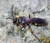 Gorytes quinquecinctus